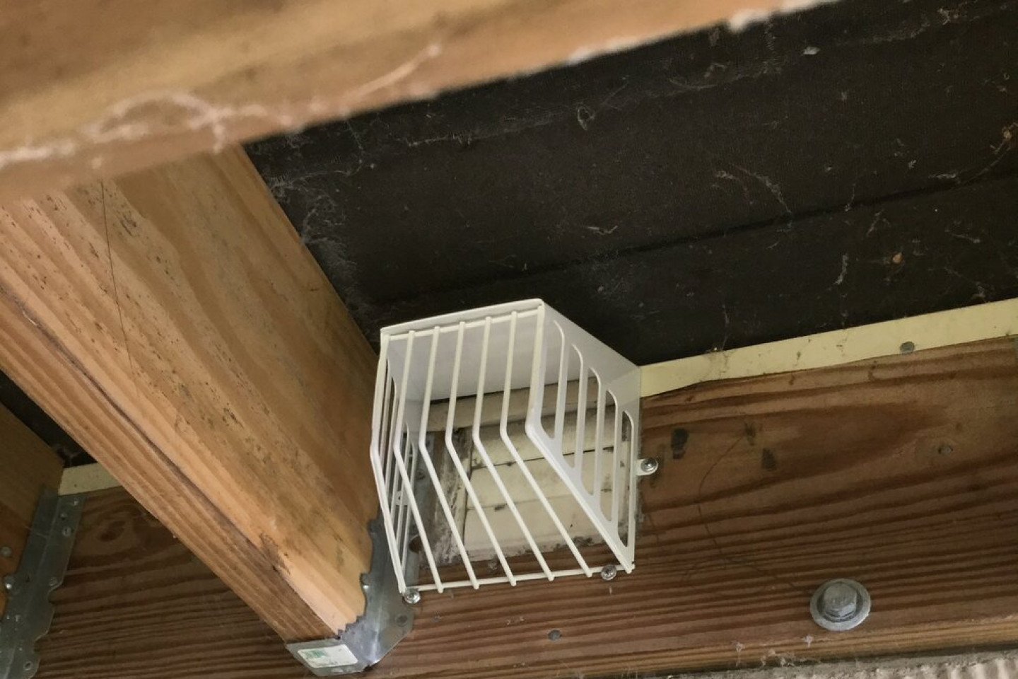 Wildlife Damage Repair and Prevention | Winston-Salem, NC | Lion